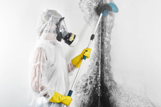  , NE Mold Removal Pros